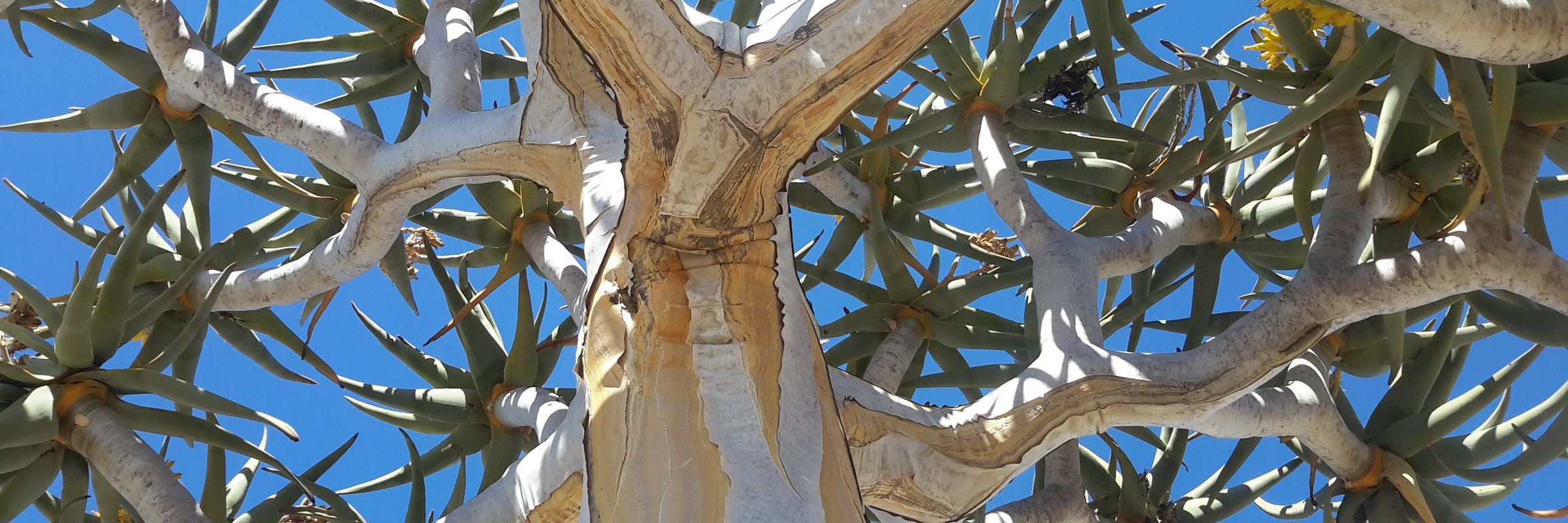 Die Verbreitung des Köcherbaums erstreckt sich über Namibia und die südafrikanische Provinz Nordkap.