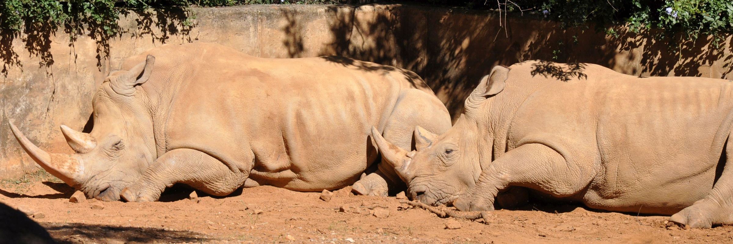 Nashörner sind in Baumsavannen sowie Grassavannen anzutreffen und das Highlight vieler Safaris in Südafrika