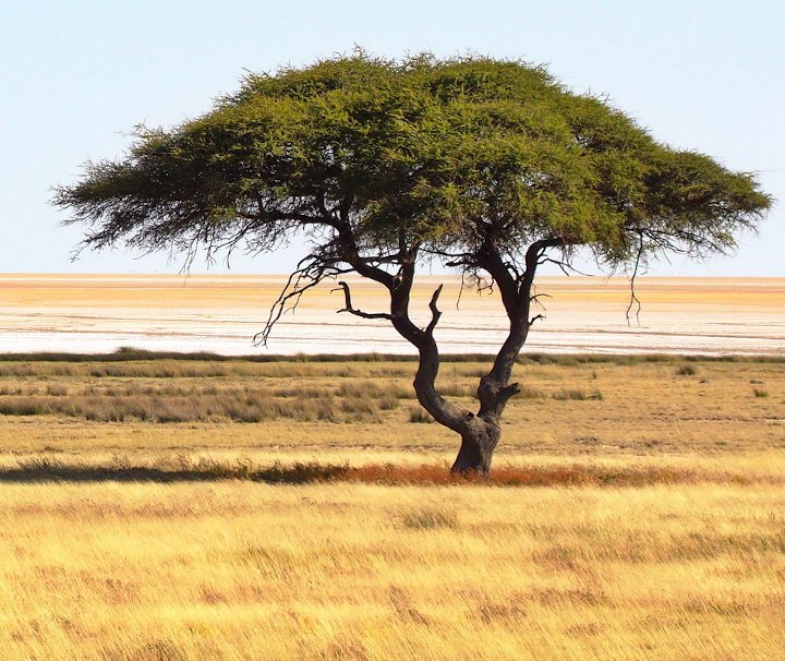 Mietwagenreise Südliches Afrika – Die Landschaft Namibias ist geprägt von weitläufigen Steppengebieten.
