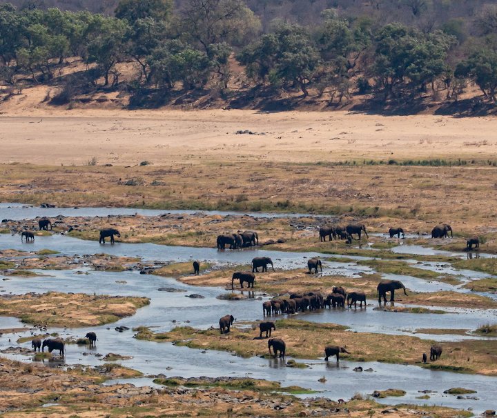 Südafrika Mietwagen Reise – Im Jahre 1926 lebten weniger als 10 Elefanten im Krüger Nationalpark, mittlerweile ist ihre Anzahl auf über 12.000 Exemplare angestiegen.