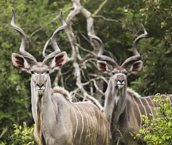 Safari Südafrika & Kapstadt – Große Kudus sind eine afrikanische Antilopen-Gattung, die im östlichen und südlichen Afrika verbreitet ist.