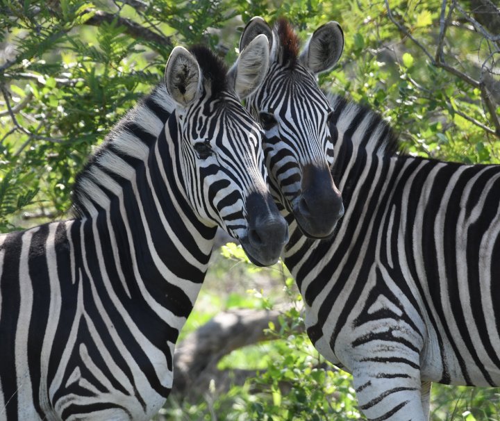 Südafrika – Safari und Megacity Kapstadt – Im Krüger Nationalpark ist hauptsächlich das Steppenzebra anzutreffen, dass sich vom Bergzebra durch die Schattenlinien zwischen seinen schwarzen Streifen unterscheidet.