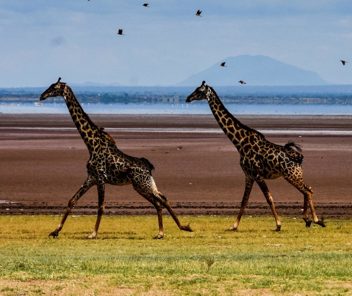 Tansania Rundreise Safari – Maasai Giraffen zählen zu der einzigen Art der 9 Unterarten von Giraffen, die Tansania beheimatet ist.