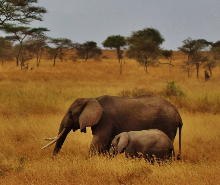 Tansania Safari Reise – Zahlreiche Herden von Elefanten sind in der afrikanischen Serengeti beheimatet.