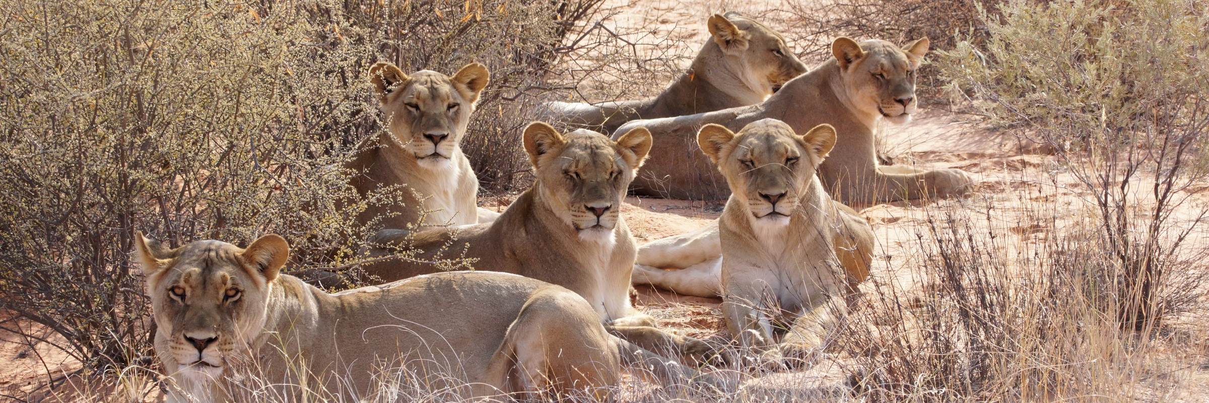 Das afrikanische Land Namibia hat eine der weltgrößten Populationen an Wüstenlöwen.