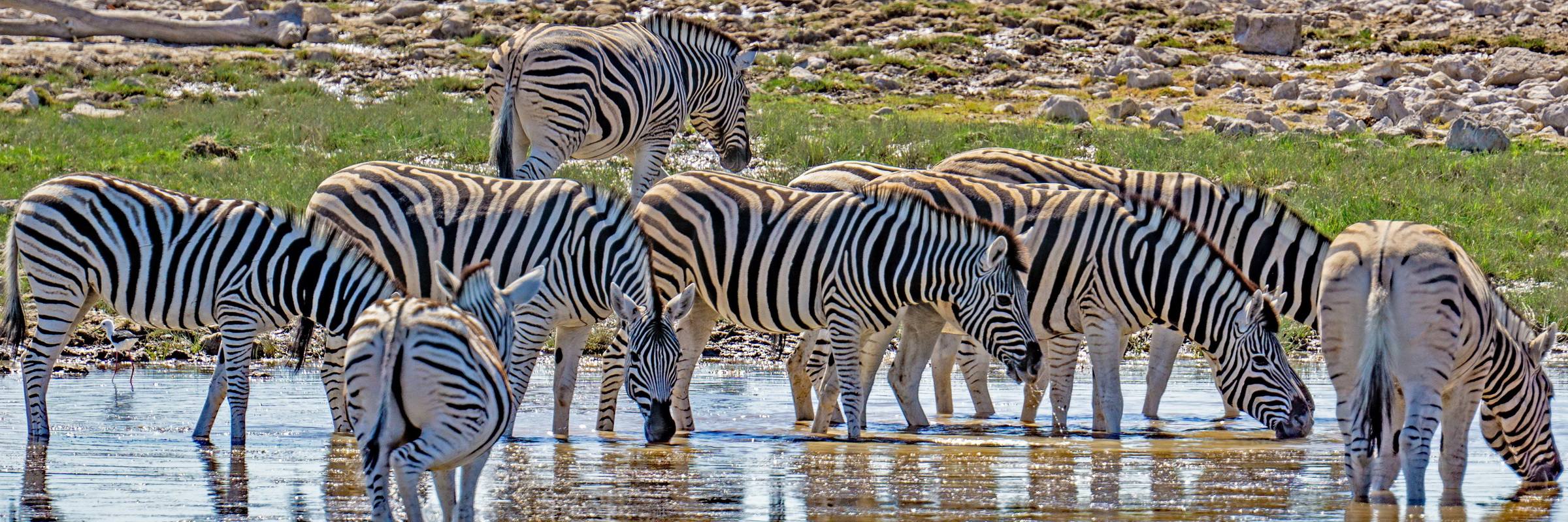 Im Etosha Nationalpark in Namibia sind zahlreiche Herden von Zebras beheimatet.