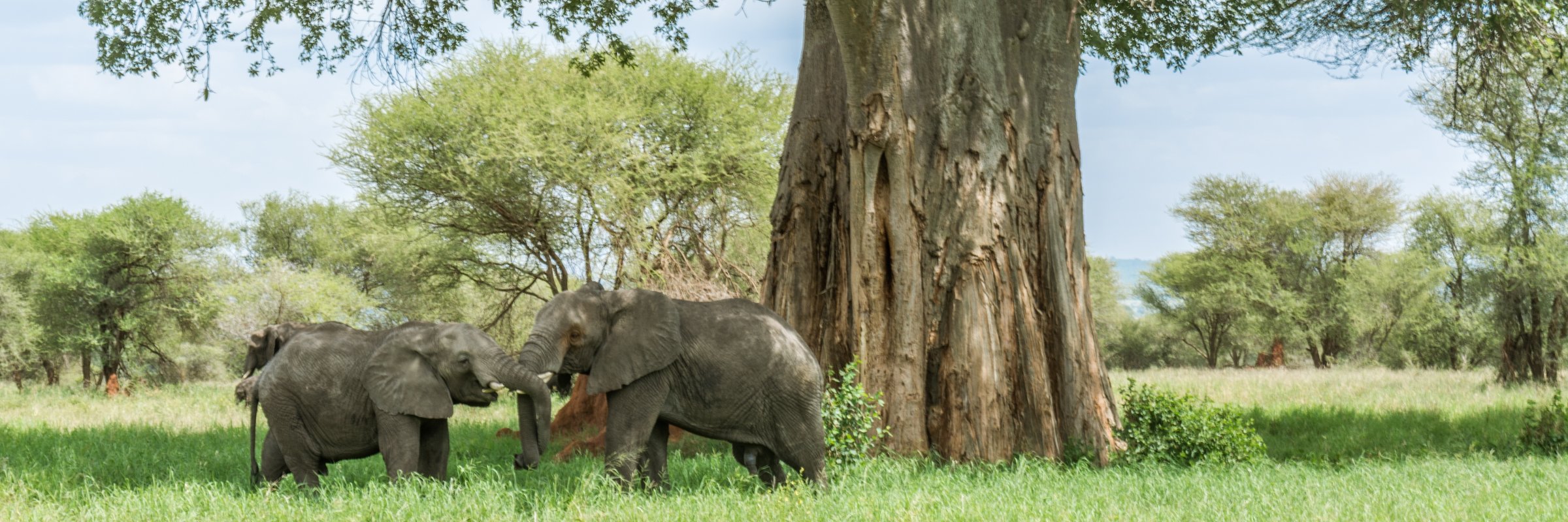 Elefanten und Baobabs in Tansania verbindet ein symbiotisches Verhältnis, während Baobabs Wasser speichern, das die Elefanten trinken, tragen diese zur Verbreitung der Fruchtbäume bei.