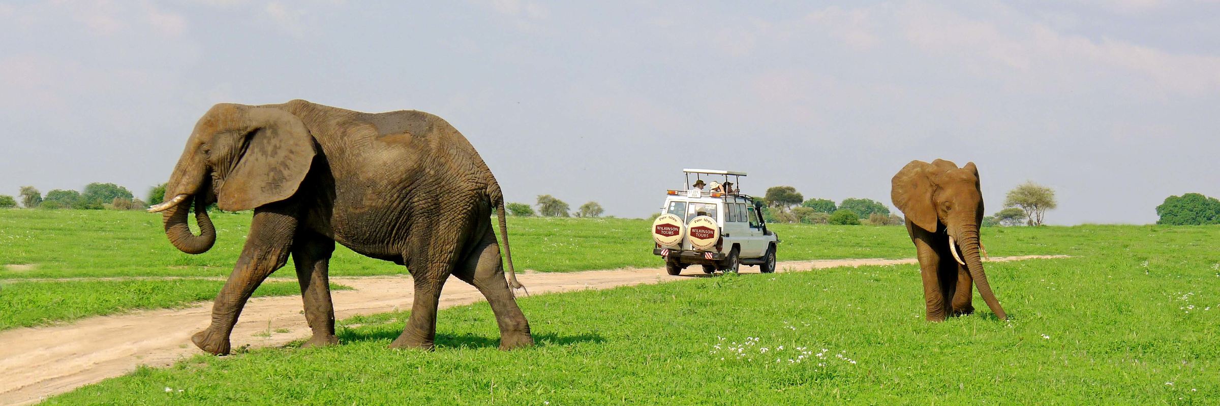 Elefanten, die „sanften Riesen“, zeigen sich nicht selten nahe der Routen von Tour-Geländewagen.