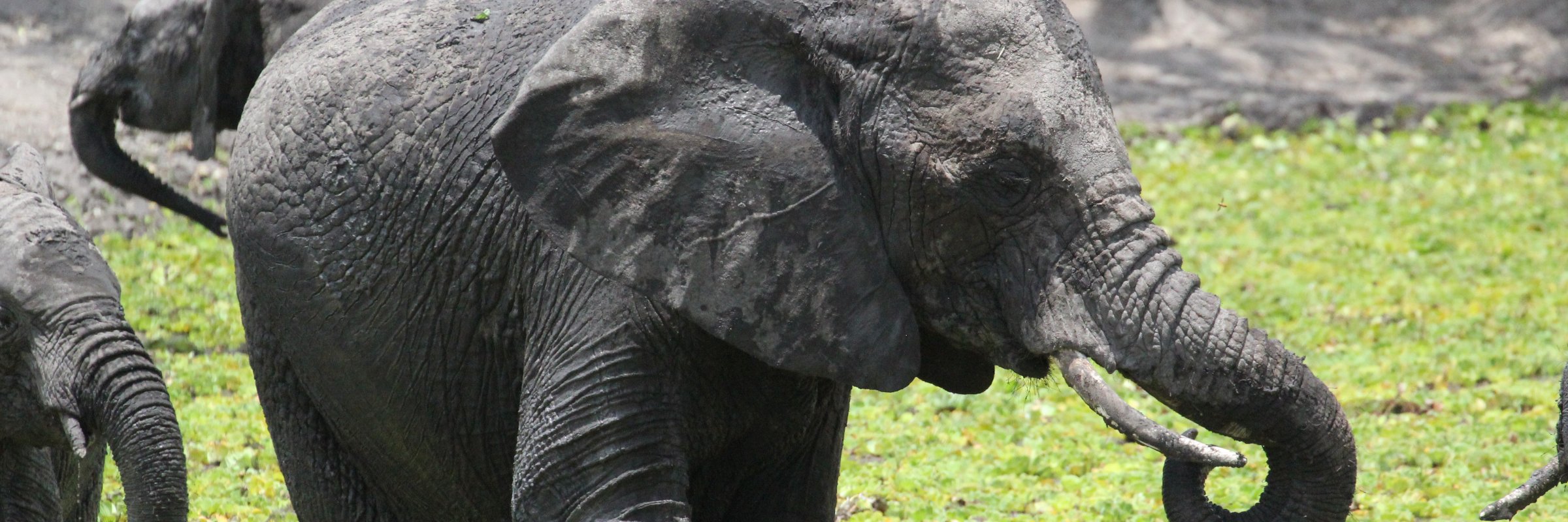In den Nationalparks Serengeti und Tarangire beheimatet das afrikanische Land Tansania die meisten Elefanten.