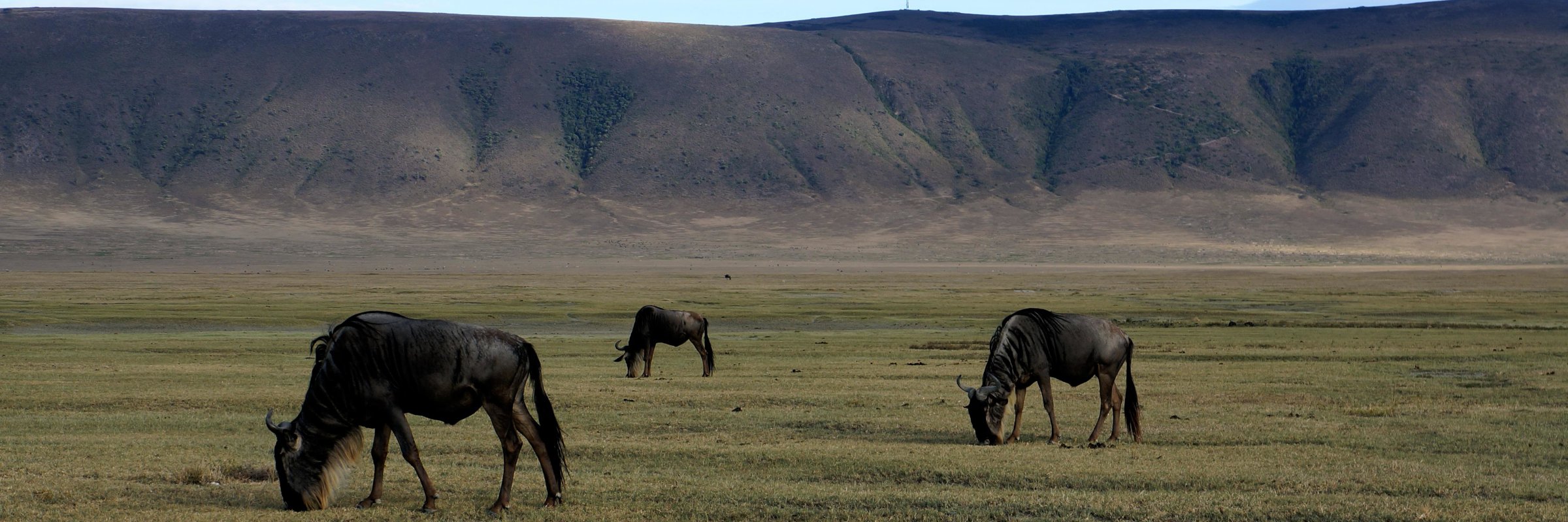 Der Ngorongoro-Krater in Tansania ist ein Einbruchkrater der neben einer Vielzahl von Gnus auch viele andere Tierarten wie Zebras, Büffel, Elefanten sowie Löwen, Leoparden und einige weitere beheimatet.