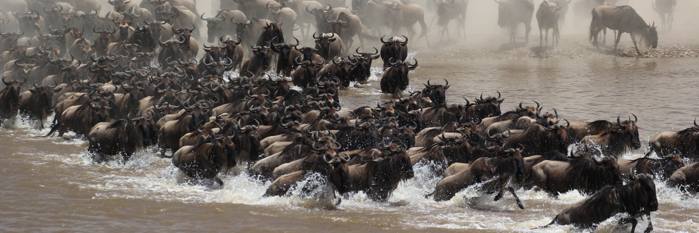 Gnus bei der Überquerung eines Flusses in der Serengeti während der Migration Mit Beginn der jahreszeitlichen Migration, die nach Ende der großen Regenzeit einsetzt, setzen sich alljährlich bis zu zwei Millionen Gnus, Zebras und Antilopen in Bewegung.