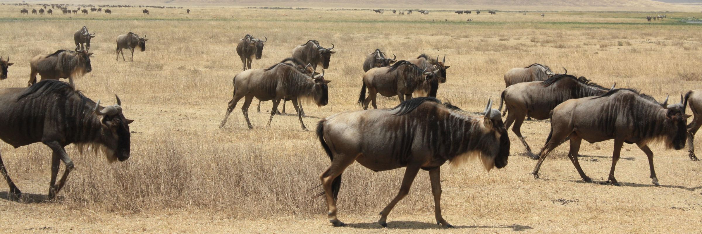 Im Ngorongoro Krater sind zahllose Antilopen, Gnus, Zebras sowie fast alle weiteren ostafrikanischen Tierarten vorzufinden.