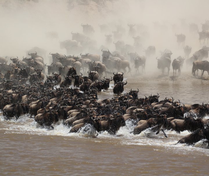 Tansania Nationalparks – Mit Beginn der jahreszeitlichen Migration, die nach Ende der großen Regenzeit einsetzt, setzen sich alljährlich bis zu zwei Millionen Gnus, Zebras und Antilopen in Bewegung.