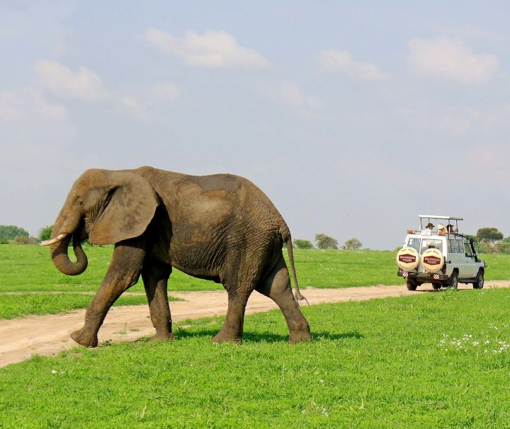 Tansania Natur – Elefanten, die „sanften Riesen“, zeigen sich nicht selten nahe der Routen von Tour-Geländewagen.