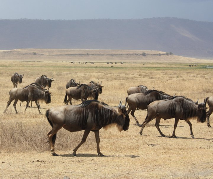 Im Ngorongoro Krater sind zahllose Antilopen, Gnus, Zebras sowie fast alle weiteren ostafrikanischen Tierarten vorzufinden.