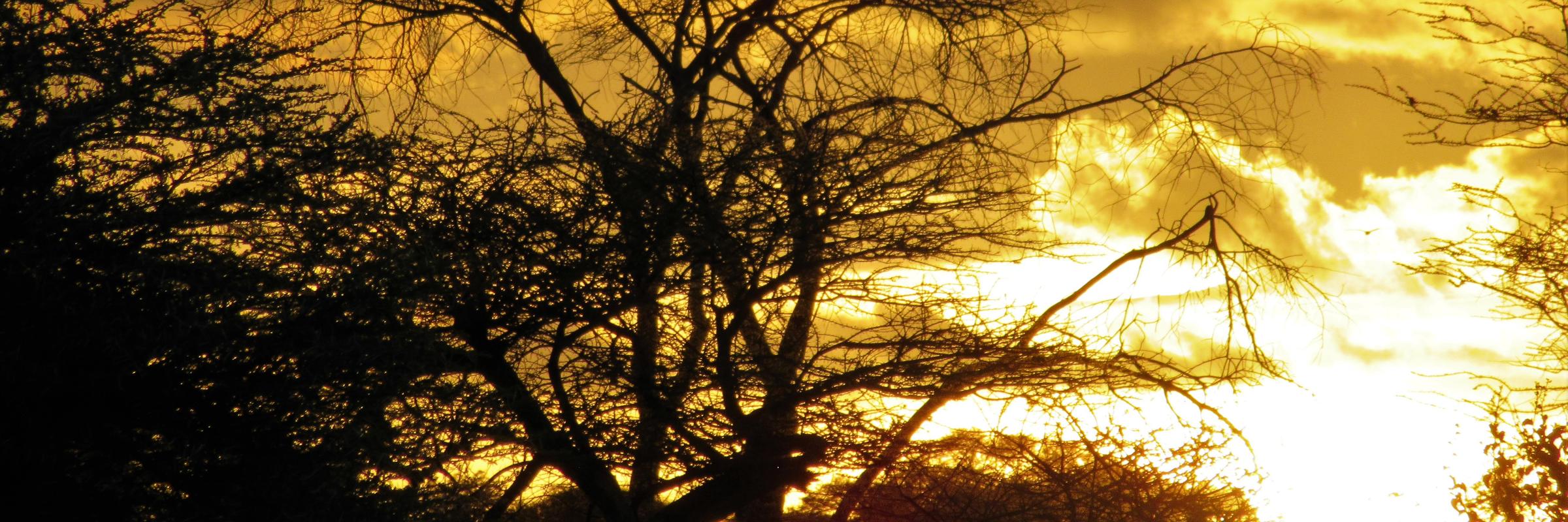 Genießen Sie nach einer Pirschfahrt durch die Serengeti einen malerischen Sonnenuntergang nahe Ihres Camps.