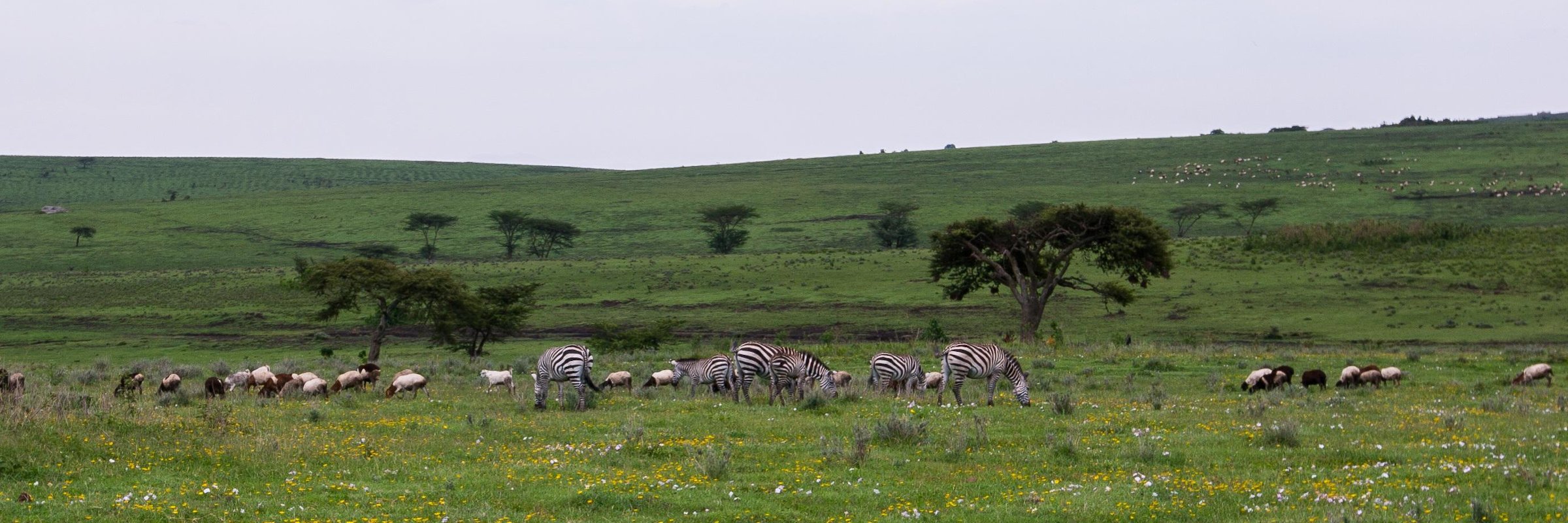 Herzstück der Ngorongoro Conservation Area ist der 16 x 20 km große Krater, der je nach Jahreszeit 15.000 bis 30.000 Tiere beheimatet.