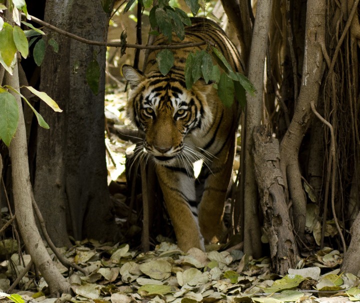 Wildlife Indien – Der Indische Tiger ist auch als Königstiger oder Bengal-Tiger bekannt.