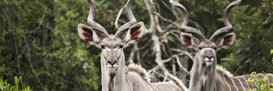 Große Kudus in Südafrika