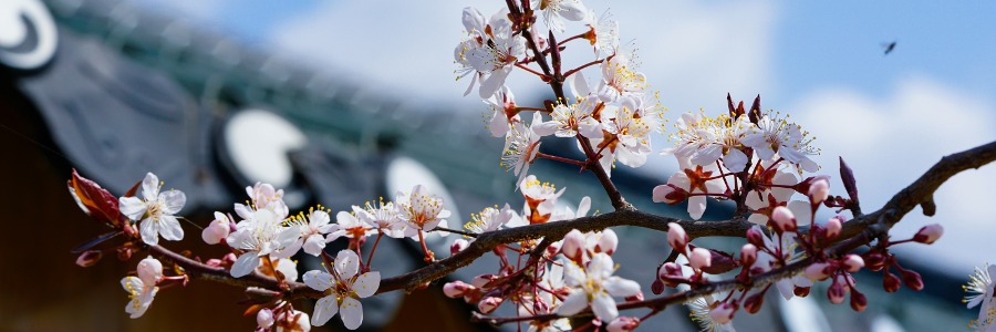 Kirschblüte Japan