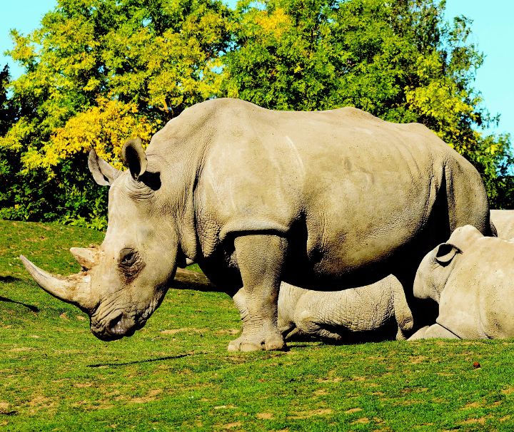 Das Hluhluwe-Imfolozi Wildreservat mit seiner Vielfalt an Fauna und Flora ist besonders berühmt für die Erhaltung von weißen Nashörnern.