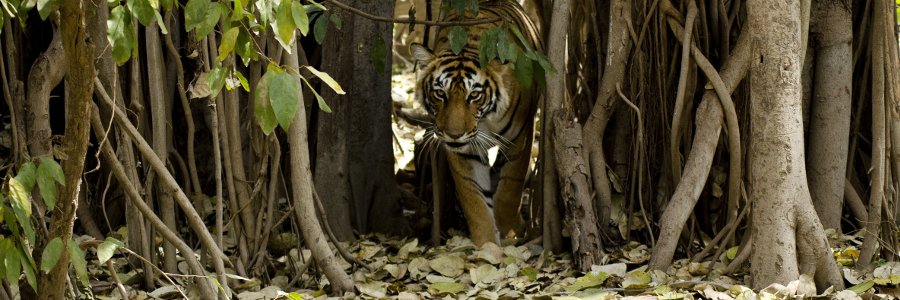 Tiger im indischen Dschungel