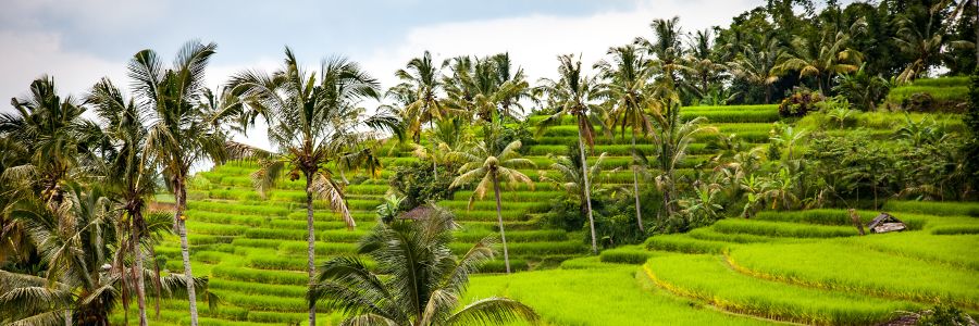 Reisterrassen auf Bali