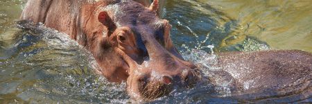 Die Feuchtsavanne des Okavangodelta bietet einen optimalen Lebensraum für Flusspferde.