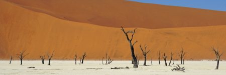 Die ausgetrockneten Kameldornakazien in der von Sanddünen eingeschlossenen Ton-Pfanne Dead Vlei in der Wüste Namib sollen über 500 Jahre alt sein.