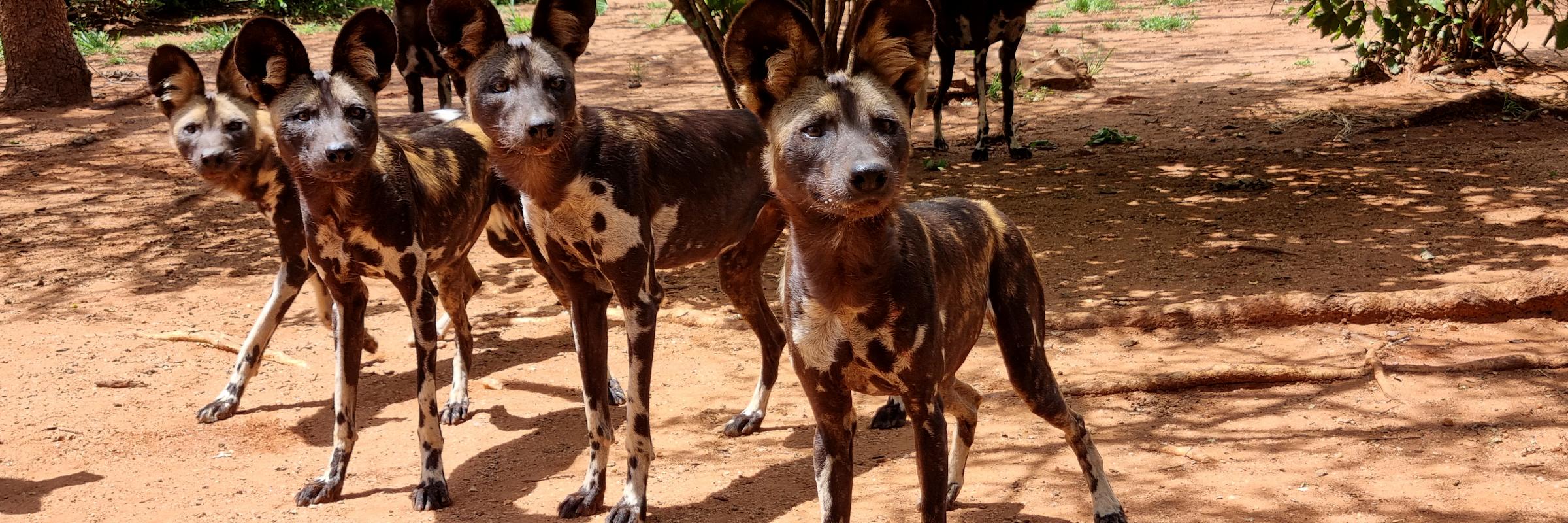 Der Afrikanische Wildhund ist über die Savannenlandschaft von ganz Afrika verbreitet kommt aber nirgendwo in großer Anzahl vor.
