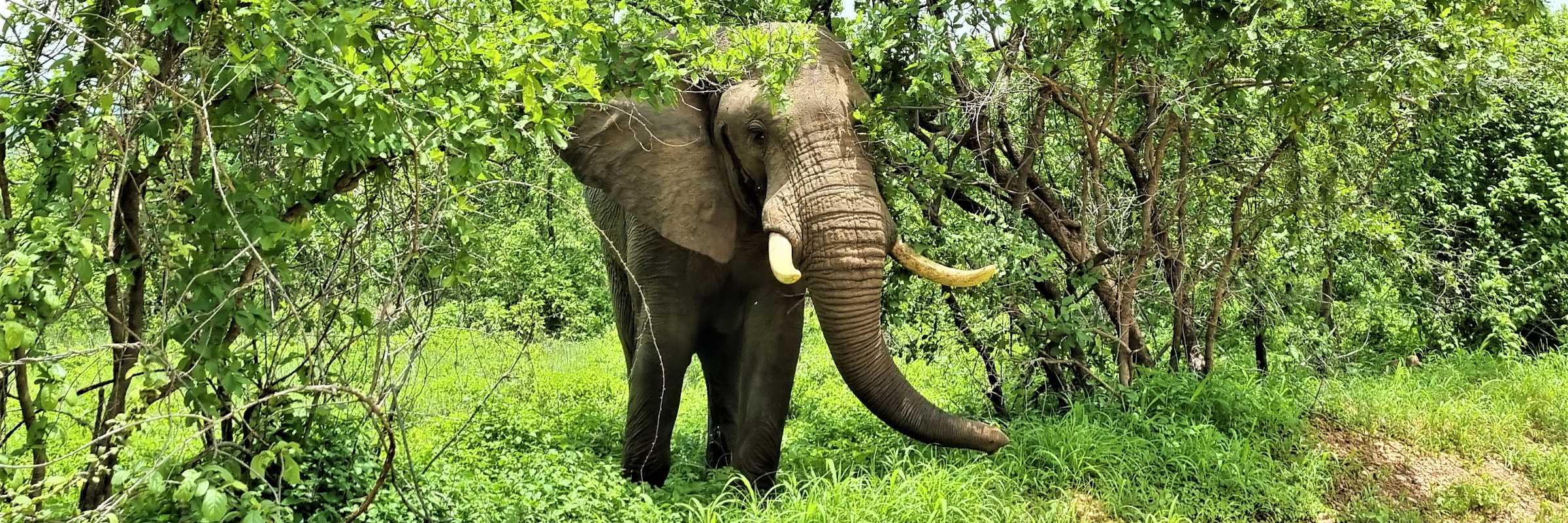 Der Ruaha Nationalpark in Zentral-Tansania ist bekannt für seine besonders große Elefantenpopulation mit einem Bestand von ca. 10.000 Tieren.