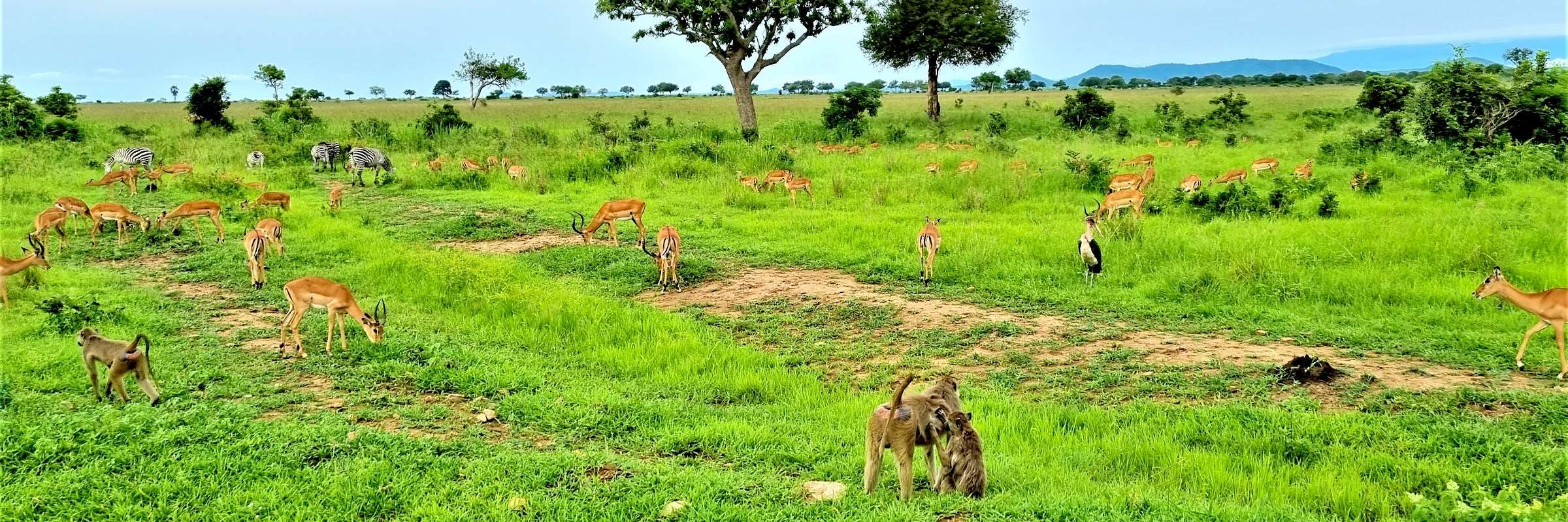 Der im Osten von Tansania gelegene Mikumi Nationalpark ist bekannt für seine besonders große Artenvielfalt, alle „Big Five“ sind hier anzutreffen sowie über 370 verschiedene Vogelarten.
