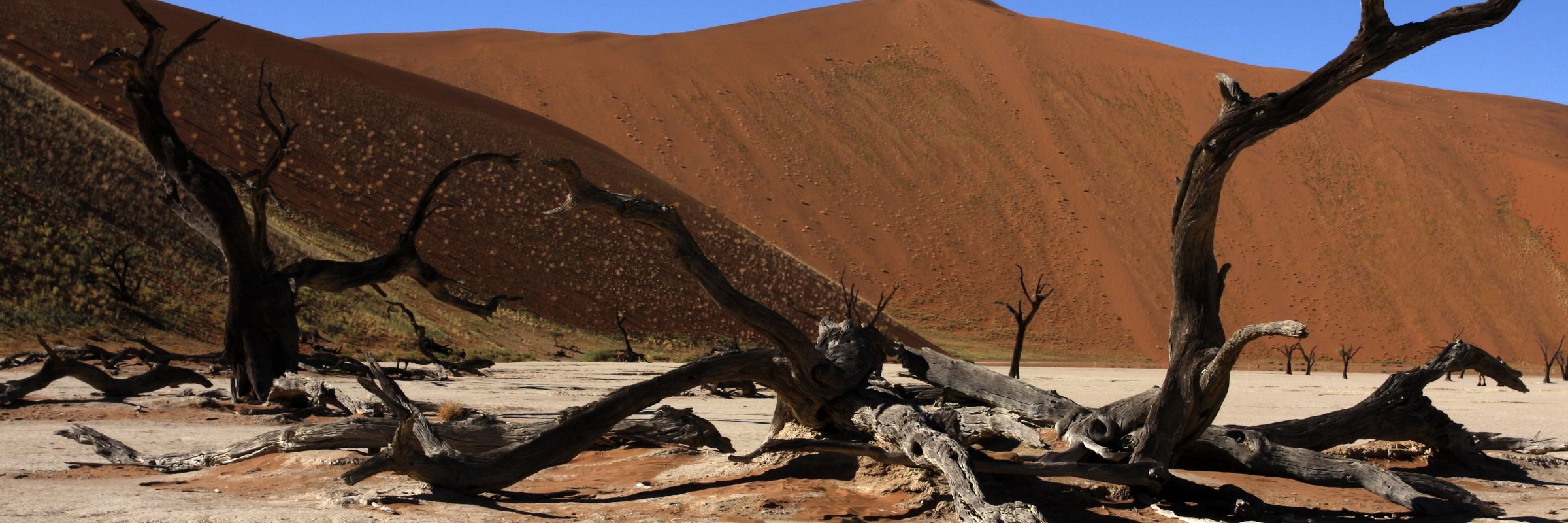 In der von Sanddünen umschlossenen Ton-Pfanne Dead Vlei in der Wüste Namib befinden sich ausgetrocknete Kameldornakazien, die über 500 Jahre alt sein sollen.