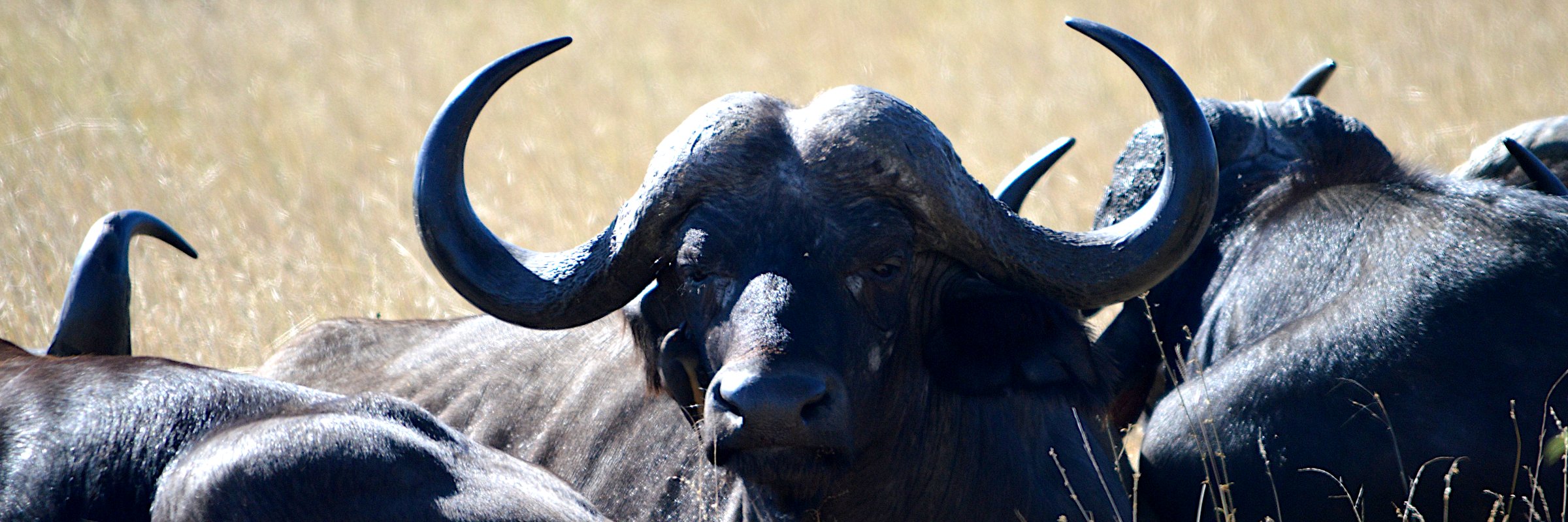 Afrikanische Büffel erreichen eine Schulterhöhe von ca. 1,7 m und können bis zu 1.000 kg wiegen und zählen zu den sogenannten „Big Five“.