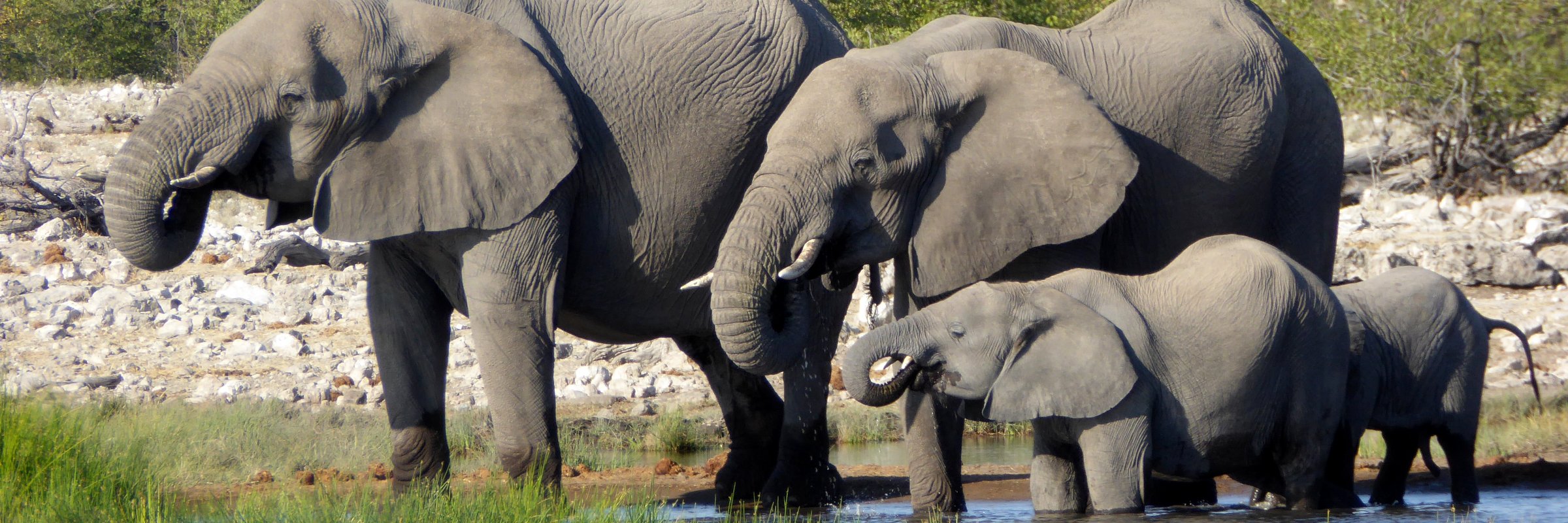 Das sich im Boden der Salzpfanne spezielle Nährstoffe und Vitamine befinden, erreichen die Elefanten im Etosha-Nationalpark eine besonders hohe Größe.