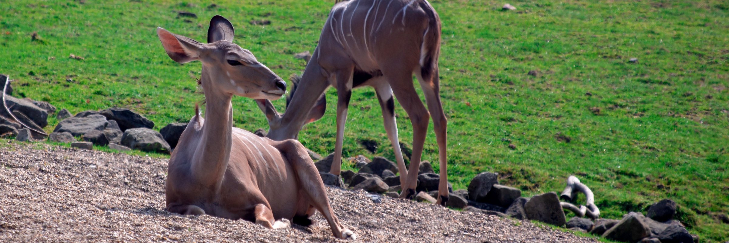 Der in Zentral-Tansania gelegene Ruaha Nationalpark gilt als bester Platz für die Sichtung der „Großen Kudus“.