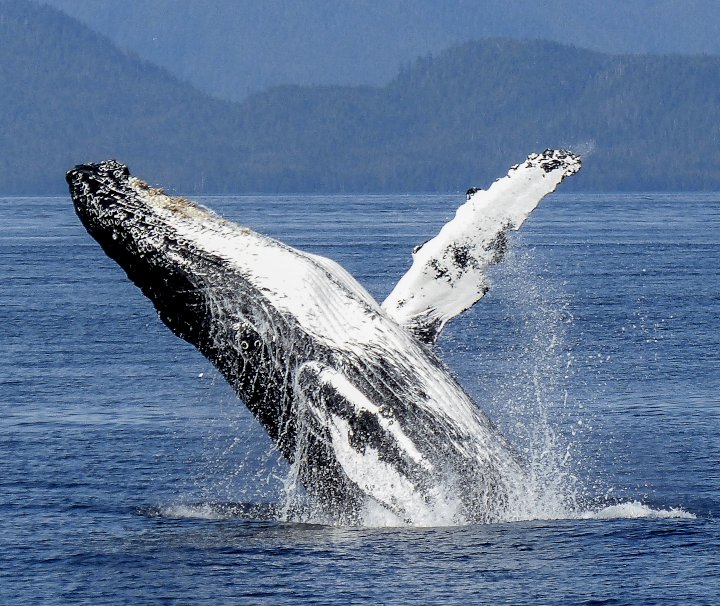 Hermanus Whale Watching – Buckelwale sind oft in Küstennähe auftretende Meeressäuger und bekannt für ihre Lebhaftigkeit und ihren Gesang.