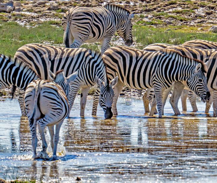 Im Etosha Nationalpark in Namibia sind zahlreiche Herden von Zebras beheimatet.