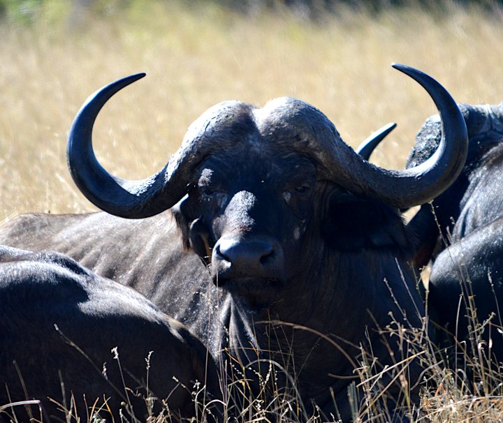 Afrikanische Büffel erreichen eine Schulterhöhe von ca. 1,7 m und können bis zu 1.000 kg wiegen und zählen zu den sogenannten „Big Five“.