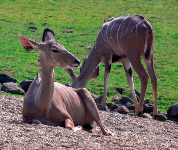 Der in Zentral-Tansania gelegene Ruaha Nationalpark gilt als bester Platz für die Sichtung der „Großen Kudus“.