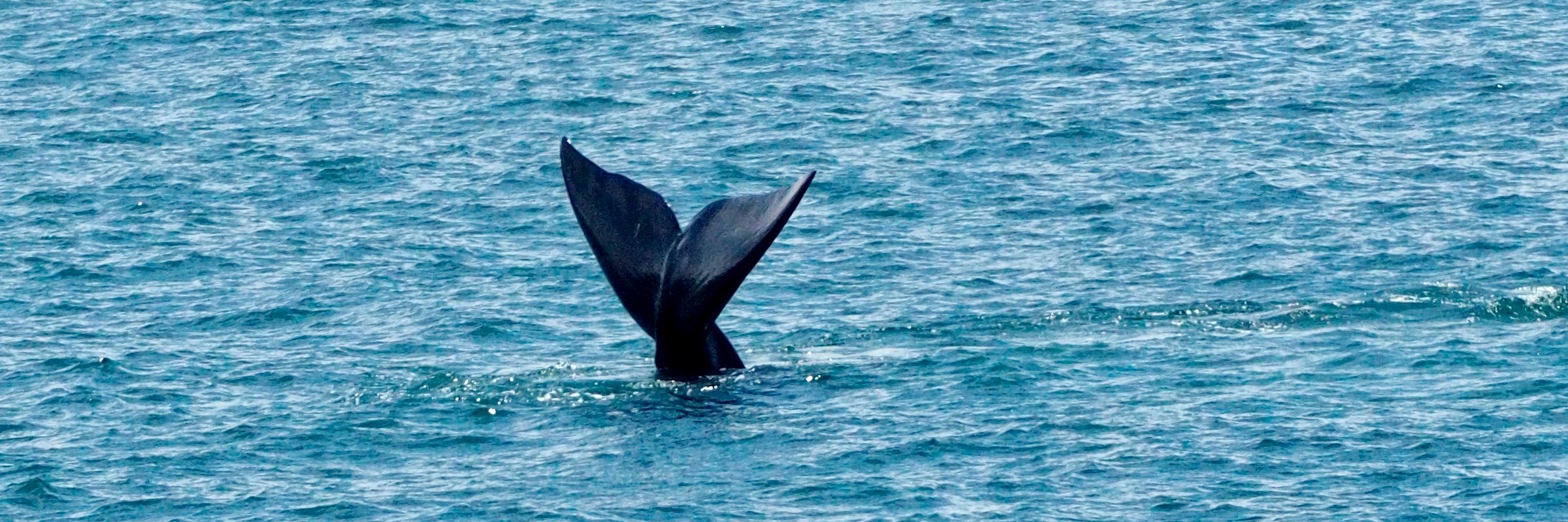 Die Küste bei Hermanus ist bekannt für das große Aufkommen von Buckelwalen und Glattwalen.