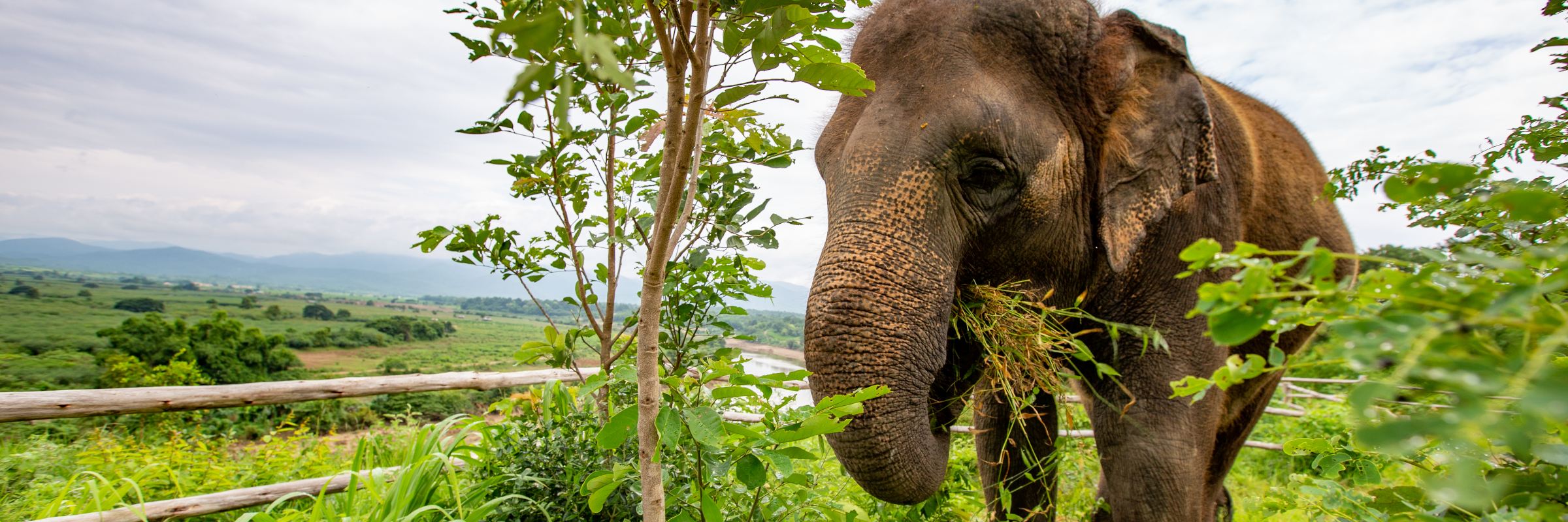 Im Dschungel um das Bush Camp Chiang Mai leben Menschen in Einklang mit der Natur und den Elefanten.