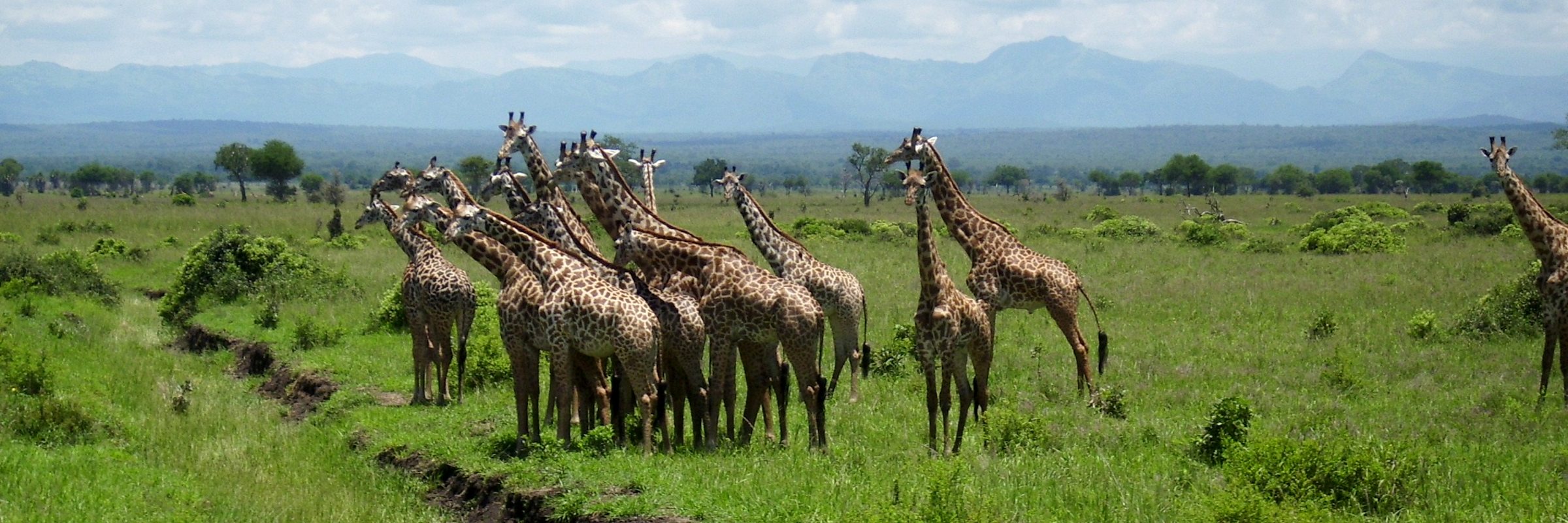 Die Giraffen sind die höchsten landlebenden Tiere der Welt und leben entweder einzelgängerisch oder in losen Verbänden.
