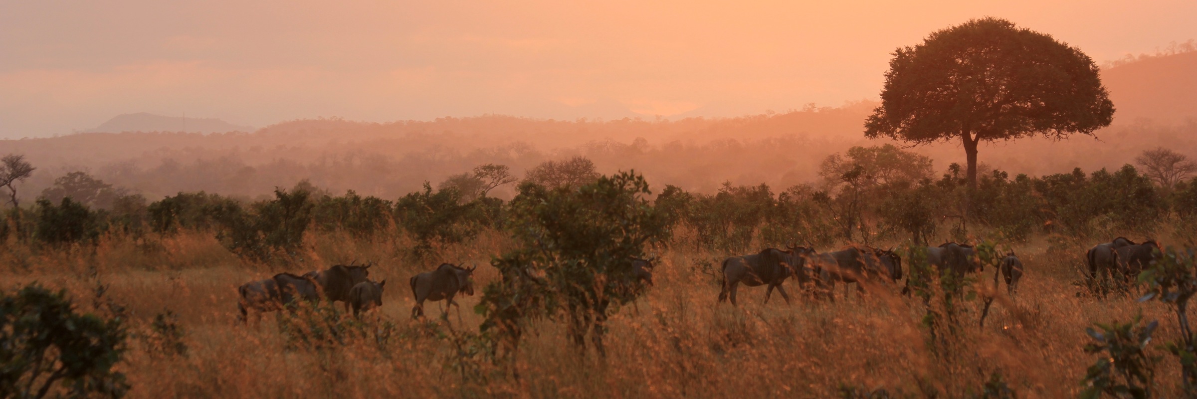 Gnus zählen zur Gattung der Antilopen und leben in großen Herdenverbänden.