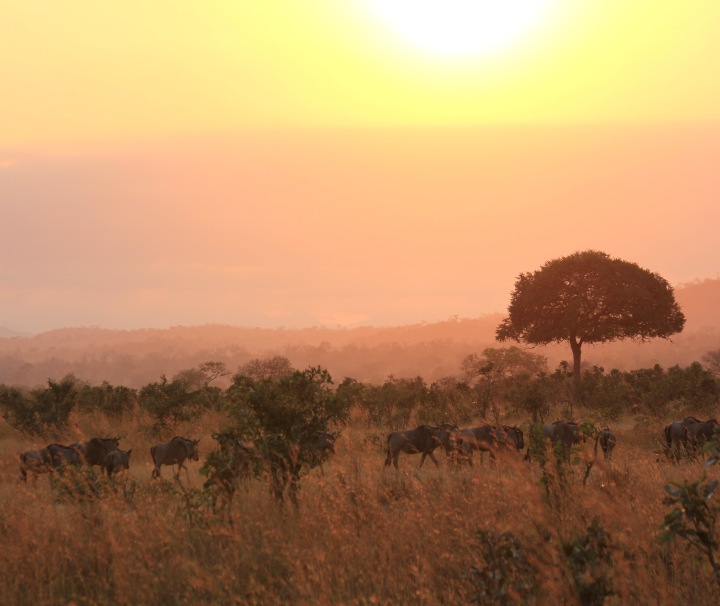 Gnus zählen zur Gattung der Antilopen und leben in großen Herdenverbänden.