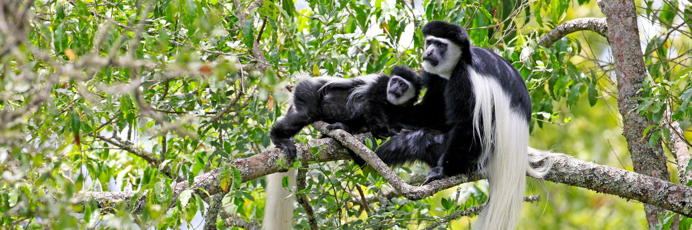 Colobus-Affen, auch Stummelaffen genannt, zeichnen sich durch ihr kontrastreiches schwarz-weißes Fell aus.