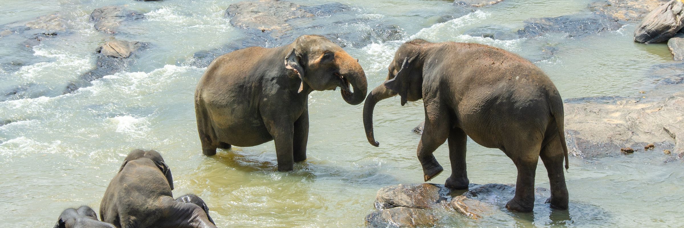 In einem Fluss badende Elefanten auf Sri Lanka Der auch Ceylon-Elefant genannte Sri-Lanka-Elefant zählt zu einer der drei bekannten Unterarten des Asiatischen Elefanten.