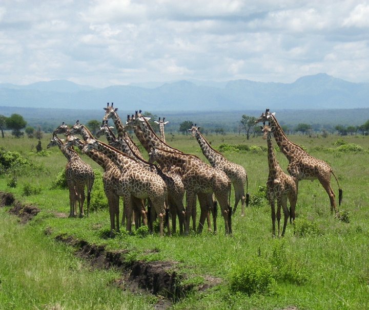 Die Giraffen sind die höchsten landlebenden Tiere der Welt und leben entweder einzelgängerisch oder in losen Verbänden.