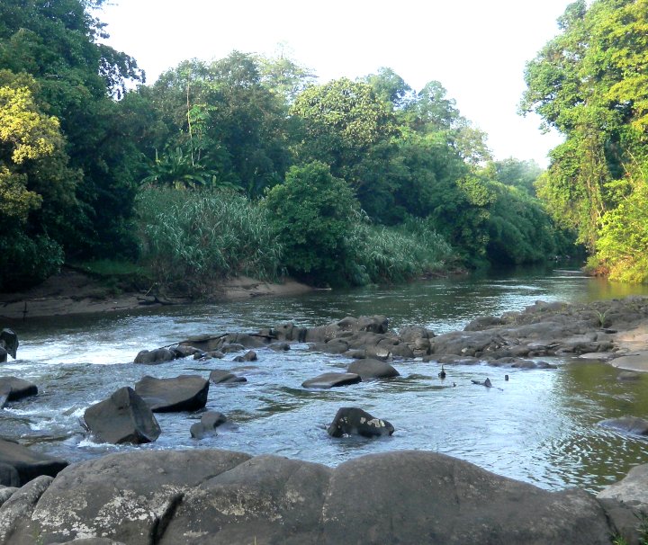 Der indonesische Bundesstaat Kalimantan auf der Insel Borneo zeichnet sich durch die mit Regenwald dichtbewachse Landschaft und sein verzweigtes Flussnetz aus.