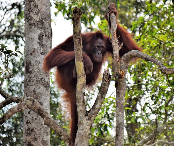 Die Regenwälder im Inselinneren von Borneo bilden den größten Lebensraum für den Orang-Utan.